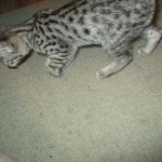 Savannah, Brown (black) spotted, female, DOB 3-24-17