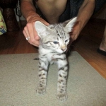 Savannah, Brown (black) spotted, female, DOB 3-24-17