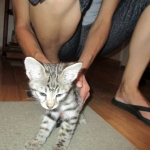 Savannah, Brown (black) spotted, female, DOB 3-24-17