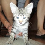 Savannah, Brown (black) spotted, female, DOB 3-24-17