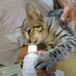 Savannah, Brown (black) spotted, female, DOB 3-24-17