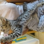 Savannah, Brown (black) spotted, female, DOB 3-24-17