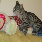 Savannah, Brown (black) spotted, female, DOB 3-24-17