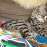 Savannah, Brown (black) spotted, female, DOB 3-24-17