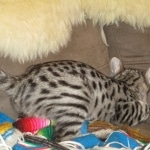 Savannah, Brown (black) spotted, female, DOB 3-24-17