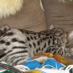 Savannah, Brown (black) spotted, female, DOB 3-24-17