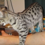 Savannah, Brown (black) spotted, female, DOB 3-24-17