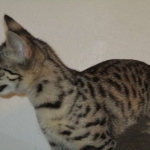 Savannah, Brown (black) spotted, female, DOB 3-24-17