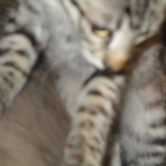 Savannah, Brown (black) spotted, female, DOB 3-24-17