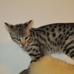 Savannah, Brown (black) spotted, female, DOB 3-24-17