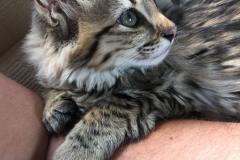 Savannah, Savannah F-2B Brown Black Spotted female DOB 6-17-17