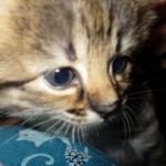 Savannah, F-2b, Female, Brown Black spotted, DOB 6-16-17