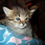 Savannah, F-2b, Female, Brown Black spotted, DOB 6-16-17