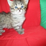 Savannah, F-2b, Female, Brown Black spotted, DOB 6-16-17