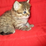 Savannah, F-2b, Female, Brown Black spotted, DOB 6-16-17