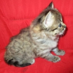 Savannah, F-2b, Female, Brown Black spotted, DOB 6-16-17