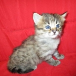 Savannah, F-2b, Female, Brown Black spotted, DOB 6-16-17