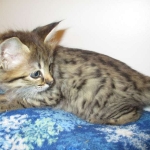 Savannah, F-2b, Female, Brown Black spotted, DOB 6-16-17