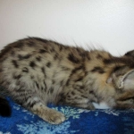 Savannah, F-2b, Female, Brown Black spotted, DOB 6-16-17