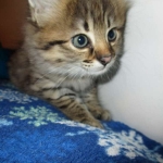 Savannah, F-2b, Female, Brown Black spotted, DOB 6-16-17