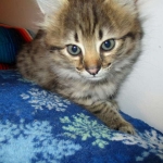 Savannah, F-2b, Female, Brown Black spotted, DOB 6-16-17