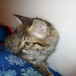 Savannah, F-2b, Female, Brown Black spotted, DOB 6-16-17