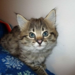 Savannah, F-2b, Female, Brown Black spotted, DOB 6-16-17