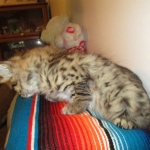 Savannah, F-2b, Female, Brown Black spotted, DOB 6-16-17