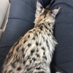 Savannah, Savannah, F-2b, Female, Brown Black spotted, DOB 6-16-17