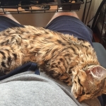 Savannah, Savannah, F-2b, Female, Brown Black spotted, DOB 6-16-17