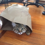 Savannah, Savannah, F-2b, Female, Brown Black spotted, DOB 6-16-17