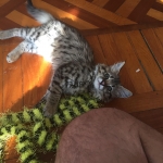 Savannah, Savannah, F-2b, Female, Brown Black spotted, DOB 6-16-17