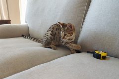 Nala, Savannah F-2B Brown black spotted Female DOB 7/1/17