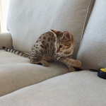 Nala Savannah, F-2B BST, female DOB 7-1-17