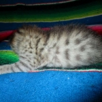 Savannah, F-2B BST, female DOB 7-1-17