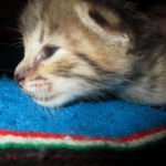 Savannah, F-2B BST, female DOB 7-1-17