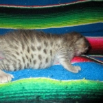 Savannah, F-2B BST, female DOB 7-1-17