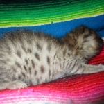 Savannah, F-2B BST, female DOB 7-1-17