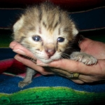 Savannah, F-2B BST, female DOB 7-1-17