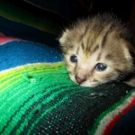 Savannah, F-2B BST, female DOB 7-1-17