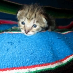 Savannah, F-2B BST, female DOB 7-1-17