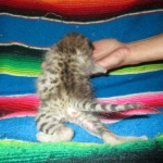 Savannah, F-2B BST, female DOB 7-1-17