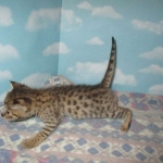 Nala Savannah, F-2B BST, female DOB 7-1-17