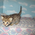 Nala Savannah, F-2B BST, female DOB 7-1-17