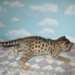 Nala Savannah, F-2B BST, female DOB 7-1-17