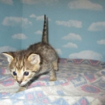 Nala Savannah, F-2B BST, female DOB 7-1-17