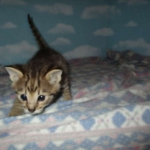 Nala Savannah, F-2B BST, female DOB 7-1-17