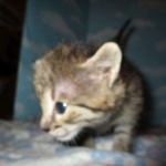 Nala Savannah, F-2B BST, female DOB 7-1-17