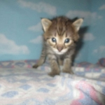 Nala Savannah, F-2B BST, female DOB 7-1-17