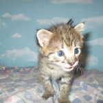 Nala Savannah, F-2B BST, female DOB 7-1-17